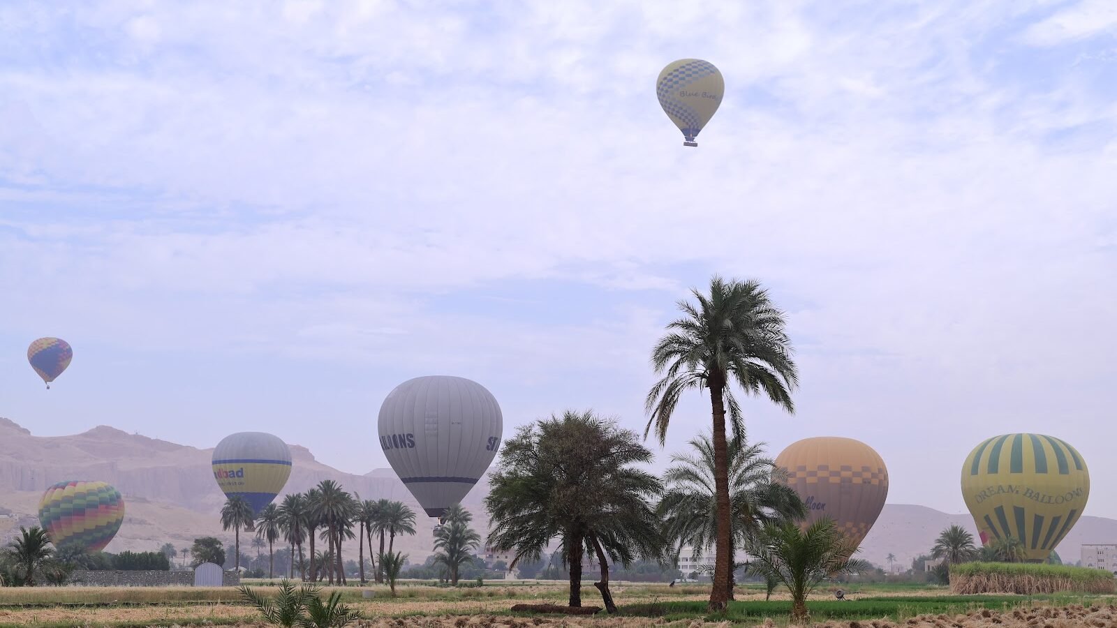 A dozen hot air balloons drifting low over palm groves and green fields on Luxor's West Bank at sunrise